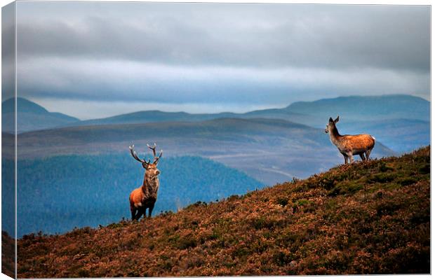 Above the Glens Canvas Print by Macrae Images