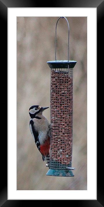 Great Spotted Woodpecker  (Dendrocopos major) Framed Mounted Print by Nigel Barrett Canvas