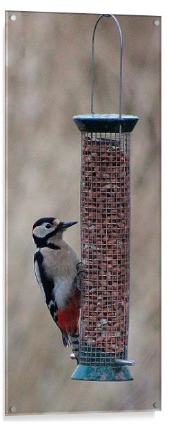 Great Spotted Woodpecker  (Dendrocopos major) Acrylic by Nigel Barrett Canvas