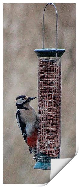 Great Spotted Woodpecker  (Dendrocopos major) Print by Nigel Barrett Canvas