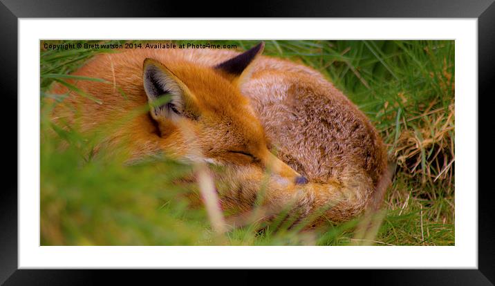 a sleeping fox Framed Mounted Print by Brett watson