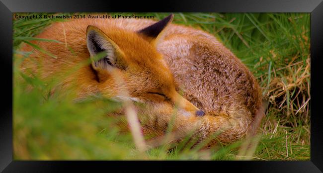 a sleeping fox Framed Print by Brett watson