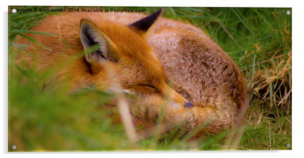 a sleeping fox Acrylic by Brett watson