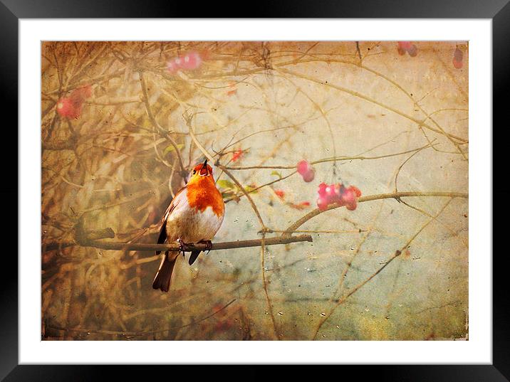 Vintage Songbird Framed Mounted Print by Dawn Cox