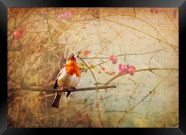Vintage Songbird Framed Print by Dawn Cox