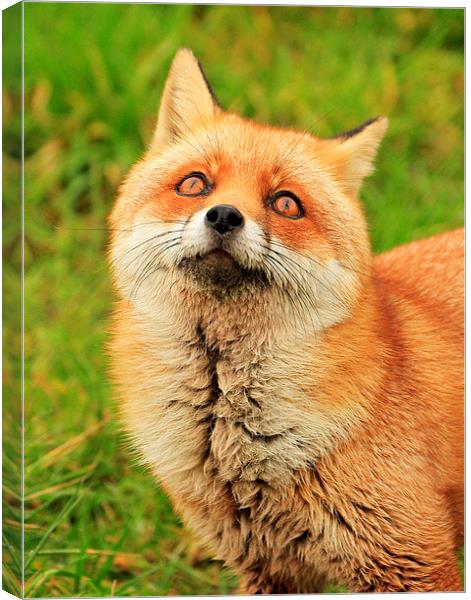Red Fox Canvas Print by Debbie Metcalfe