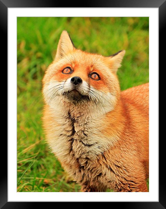 Red Fox Framed Mounted Print by Debbie Metcalfe