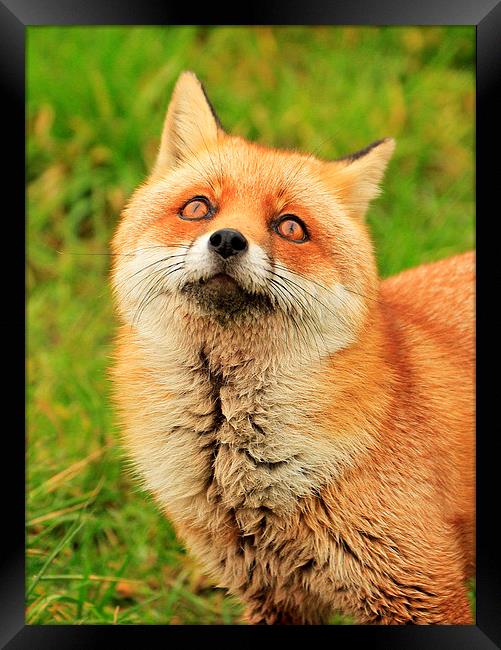 Red Fox Framed Print by Debbie Metcalfe