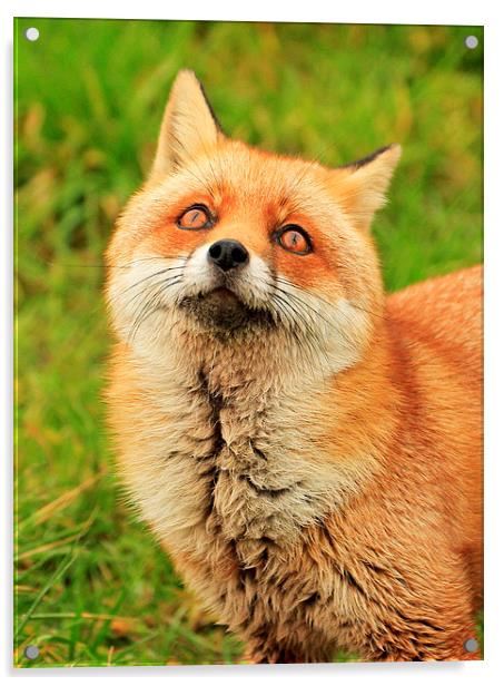 Red Fox Acrylic by Debbie Metcalfe