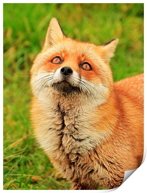 Red Fox Print by Debbie Metcalfe