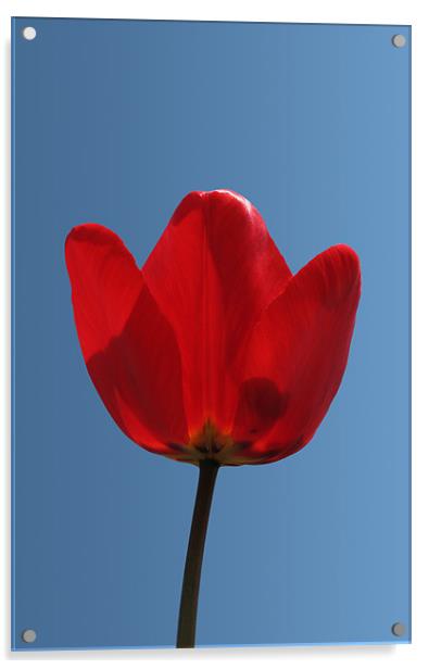 Tulip Closeup Acrylic by Kamen Atanassov