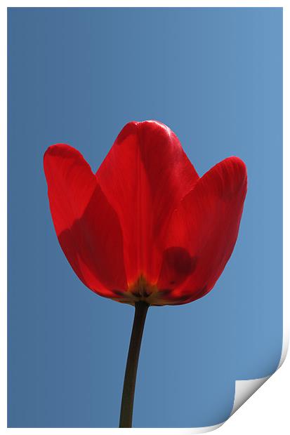 Tulip Closeup Print by Kamen Atanassov