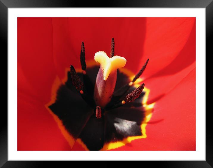 Extreme Tulip Closeup Framed Mounted Print by Kamen Atanassov