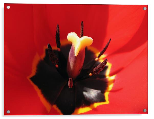 Extreme Tulip Closeup Acrylic by Kamen Atanassov