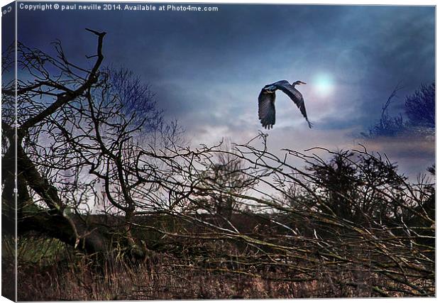 Flight of the Heron Canvas Print by paul neville