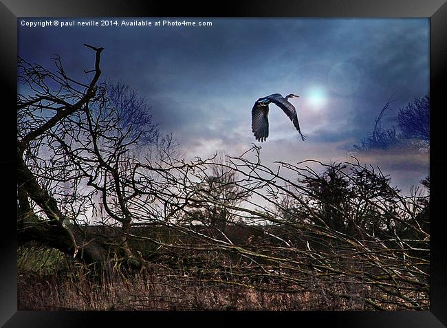 Flight of the Heron Framed Print by paul neville