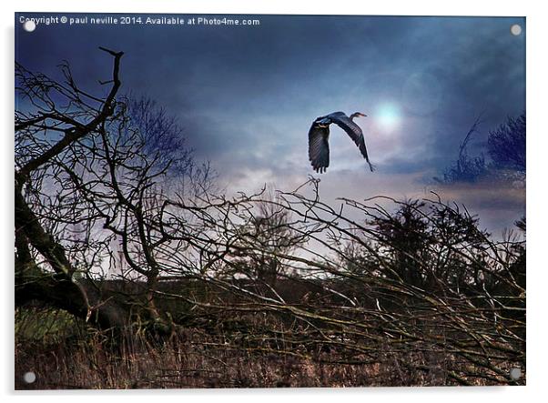 Flight of the Heron Acrylic by paul neville