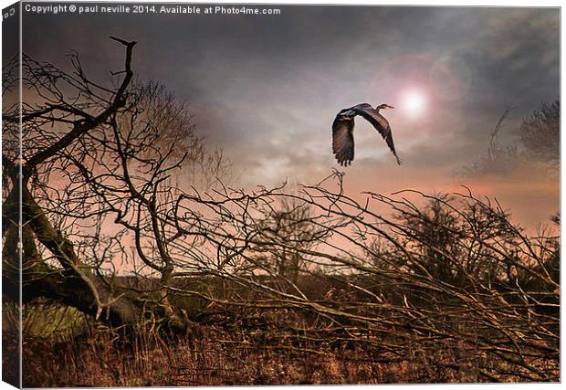 Flight of the Heron 2 Canvas Print by paul neville