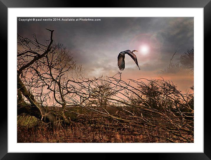 Flight of the Heron 2 Framed Mounted Print by paul neville