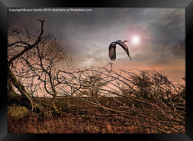 Flight of the Heron 2 Framed Print by paul neville