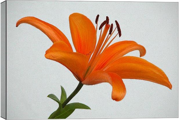 Orange Lily Canvas Print by Ray Bacon LRPS CPAGB