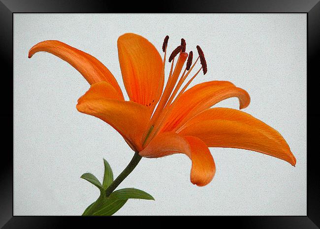 Orange Lily Framed Print by Ray Bacon LRPS CPAGB