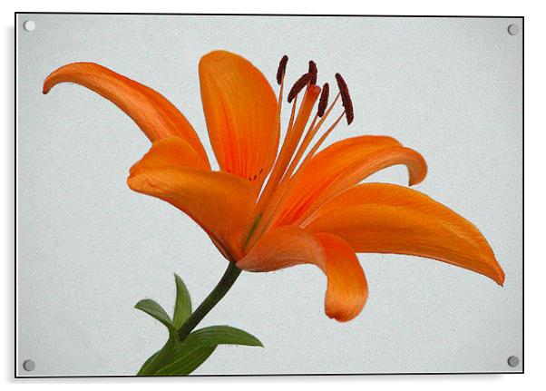 Orange Lily Acrylic by Ray Bacon LRPS CPAGB