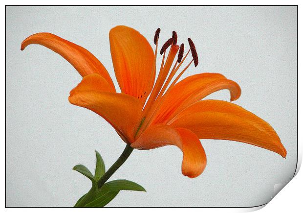 Orange Lily Print by Ray Bacon LRPS CPAGB