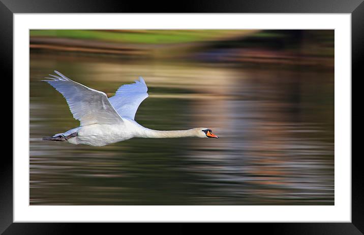 On the Fly Framed Mounted Print by Ceri Jones