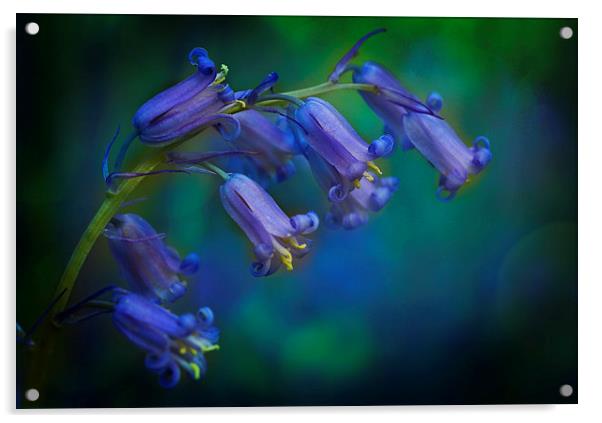 Bluebells Acrylic by Ceri Jones