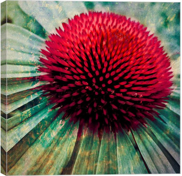 echinacea art Canvas Print by Heather Newton