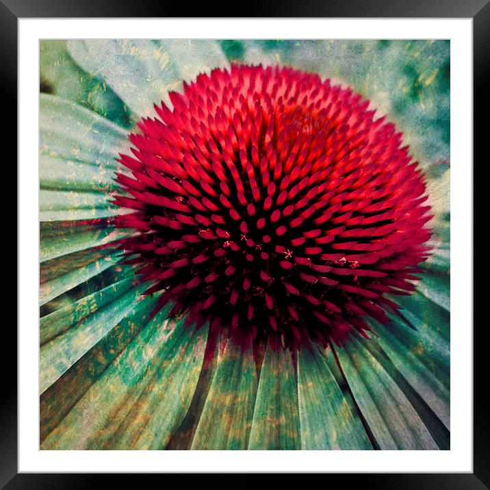 echinacea art Framed Mounted Print by Heather Newton