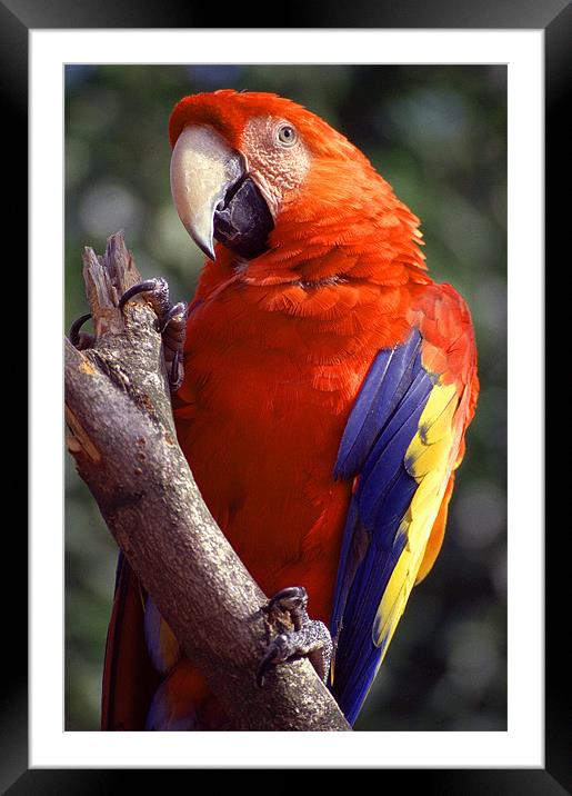 PARROT Framed Mounted Print by Ray Bacon LRPS CPAGB