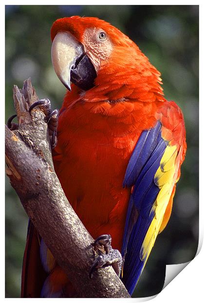 PARROT Print by Ray Bacon LRPS CPAGB