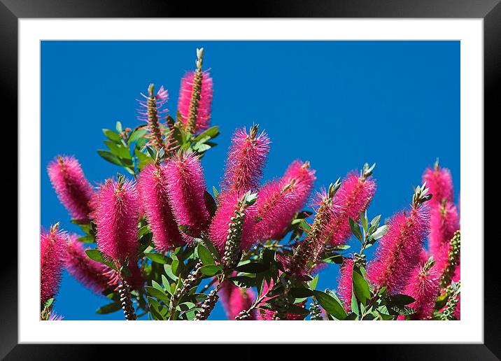 Red Callistemon Flowers Framed Mounted Print by Geoffrey Higges