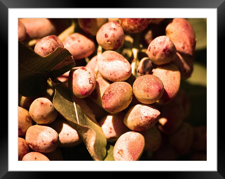 Pistachios Framed Mounted Print by Thomas Grob