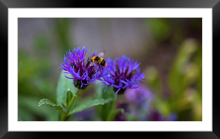 Bee on Flower Framed Mounted Print by Kat Arul