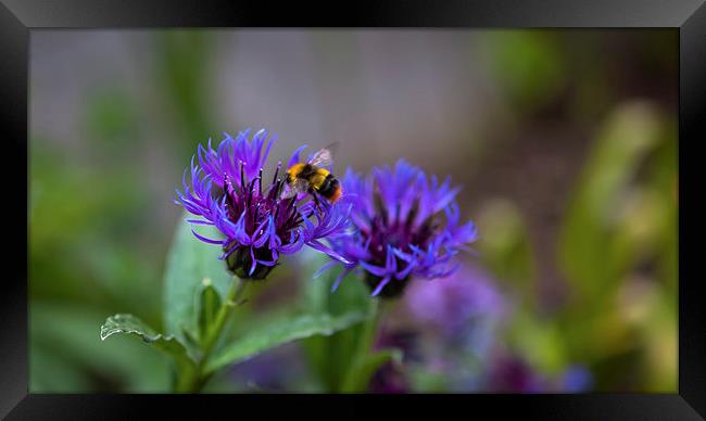 Bee on Flower Framed Print by Kat Arul
