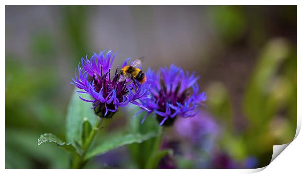 Bee on Flower Print by Kat Arul