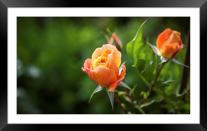Lovely Orange Rose Framed Mounted Print by Kat Arul