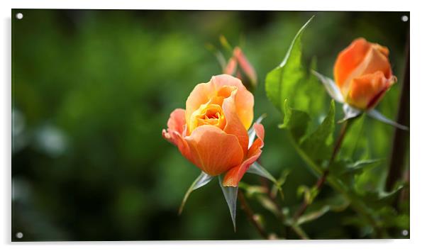 Lovely Orange Rose Acrylic by Kat Arul