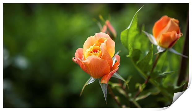 Lovely Orange Rose Print by Kat Arul