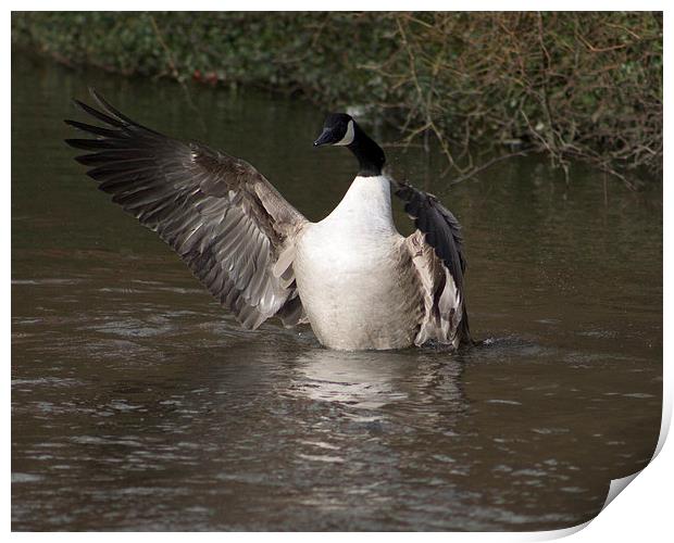 Canada Goose Flapping Print by Juha Remes
