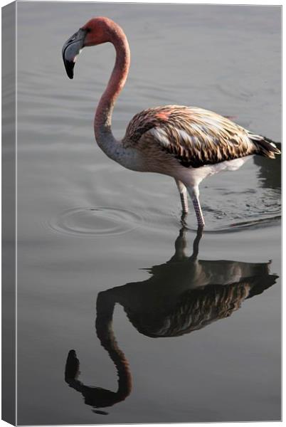 Flamingo Reflection Canvas Print by Nigel Barrett Canvas