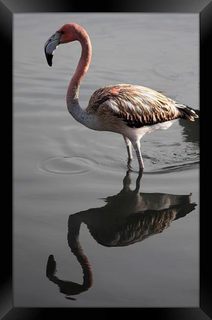 Flamingo Reflection Framed Print by Nigel Barrett Canvas
