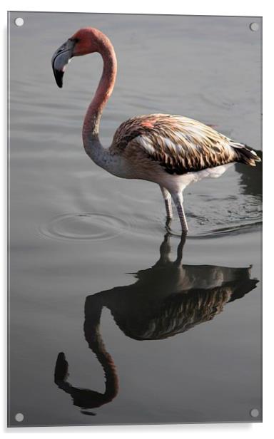 Flamingo Reflection Acrylic by Nigel Barrett Canvas