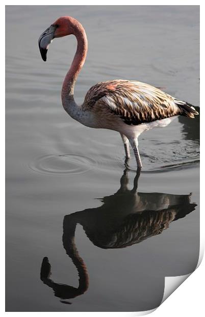 Flamingo Reflection Print by Nigel Barrett Canvas
