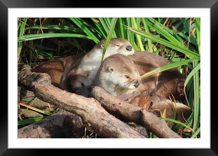 Otter Cuddles Framed Mounted Print by Nigel Barrett Canvas