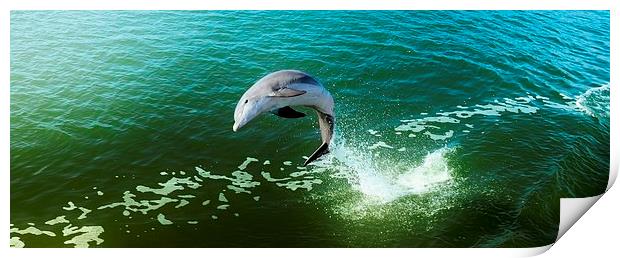 Jumping Dolphin Print by Elaine Manley