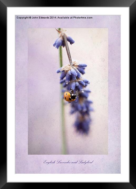 English Lavender and Ladybird Framed Mounted Print by John Edwards
